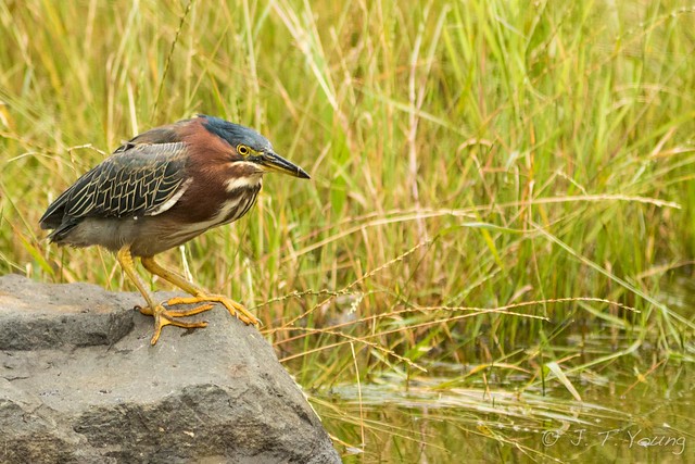 Green Heron, Fernhill Wetlands, July 26, 2015