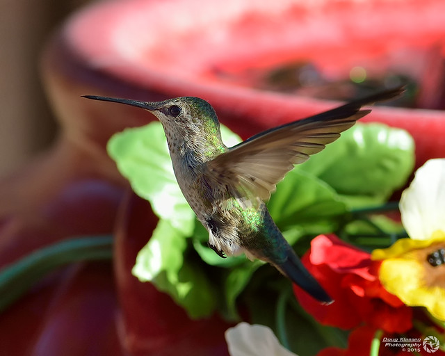 A females Anna's Hummingbird hovers