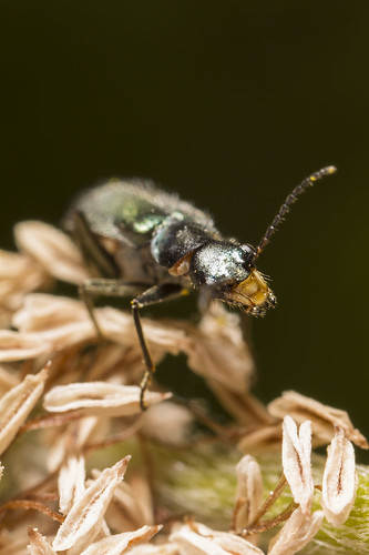 4879_coleopter_face | by tarta68