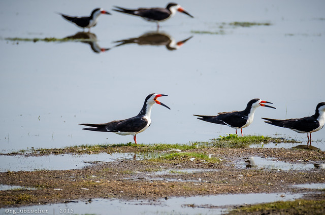 Birds of Forsythe - Black Skimmer | 2015 - 1