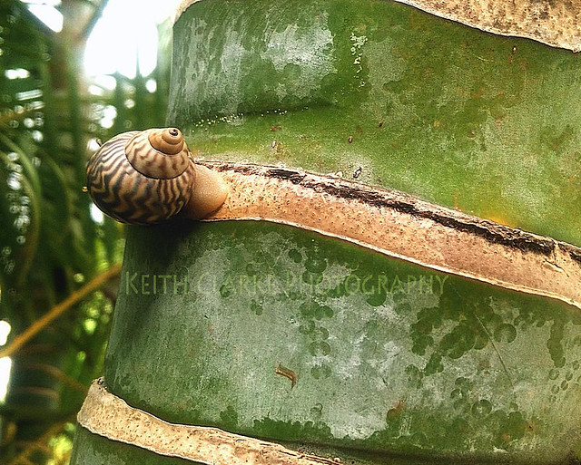 Snail on a Palm