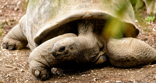 Giant Tortoise #2