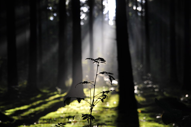 Sonnenstrahlen im dichten Fürstenrieder Wald
