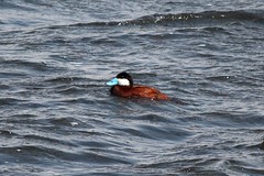 Ruddy Duck (Southern Saskatchewan)