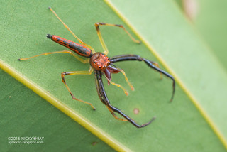 Wide-jawed jumping spider (Viciria praemandibularis) - DSC_1041