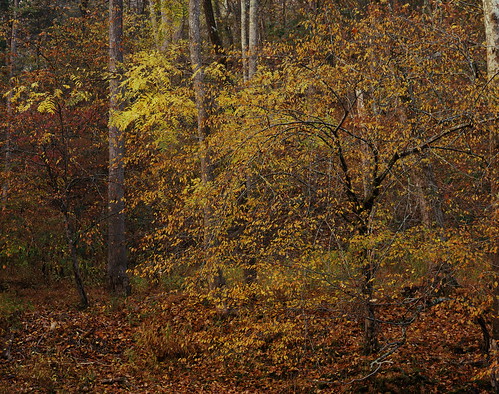 fallcolor trees enoriver carpinus centralnorthcarolina largeformat film arcaswiss fline 4x5 fujifilm provia rdpiii e6 epsonv700 affinityphoto