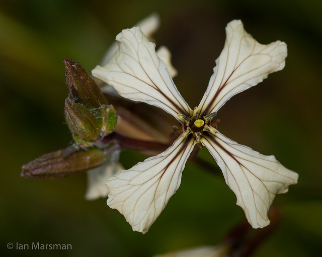 Arugula flower