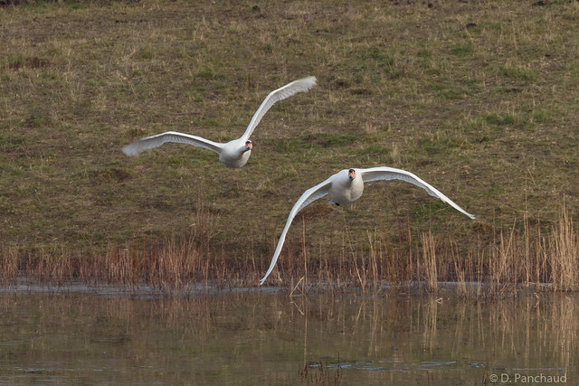 Two Mute Swans inbound