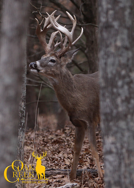 Non-Typical 2 year old Whitetail Buck