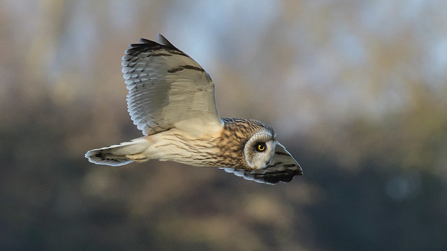 Short-eared Owl (image 1 of 2)