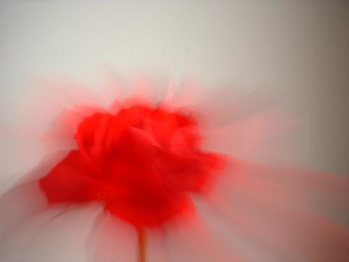 Stolen rose | by KAI5ER