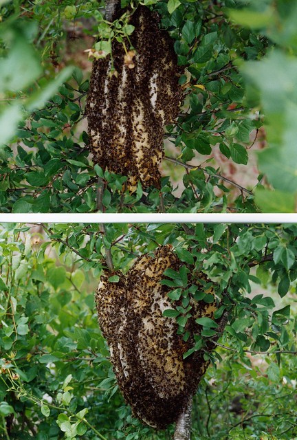 Honeybee swarm 2