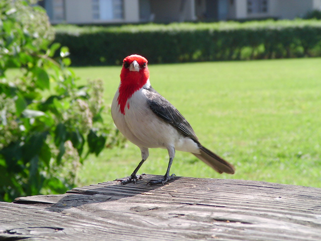 Red Bird