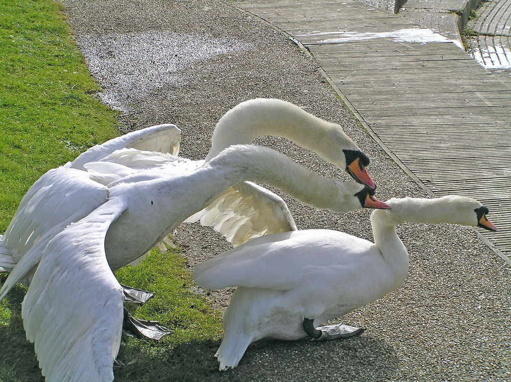 rem Aankondiging revolutie Swans - Mating Ritual | River Wensum, Wensum Park, Norwich, … | Flickr