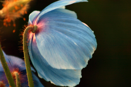 Blue poppies | by cluttercup