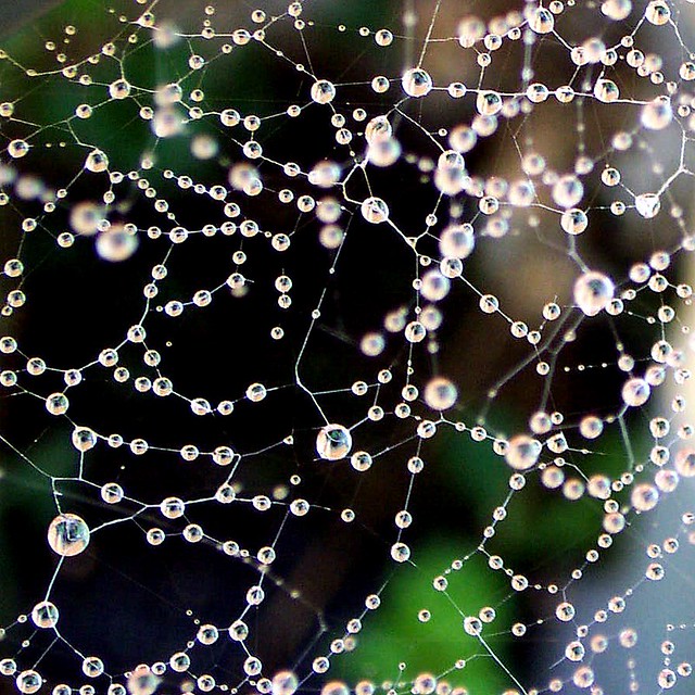 molecular web