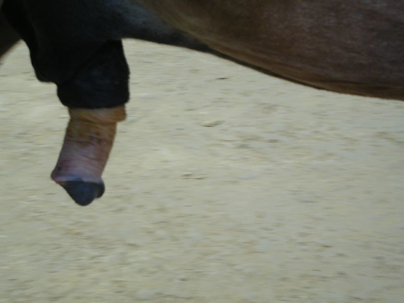 Horse Penis