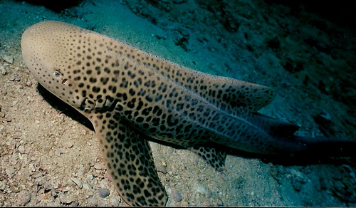 Leopard/Zebra Shark | by MJB Taiwan
