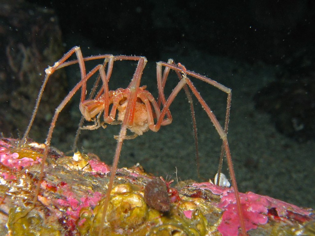 Sea spider / Havedderkopp | (Nymphon gracile) Hitra, Norway | Flickr