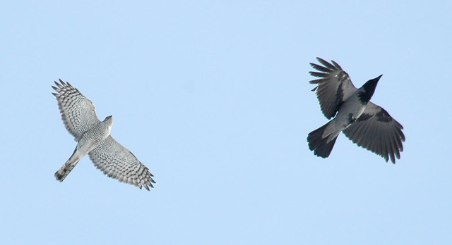 Sparrowhawk and Hooded Crow