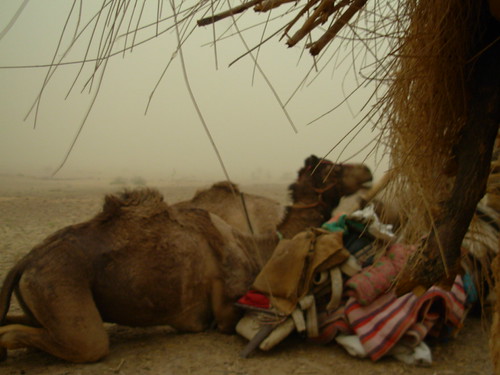Sandstorm | by Chris&Elodie