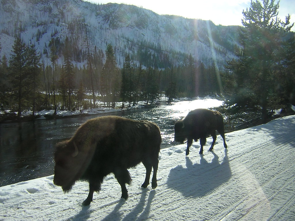 Buffalo in Spring | The buffalo did not mind this big snow-b… | Flickr