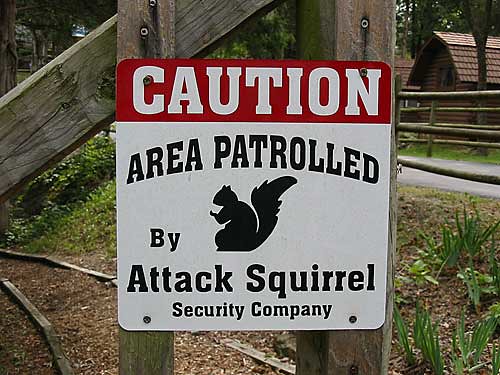 Killer Squirrels
