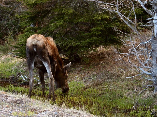 moose butt