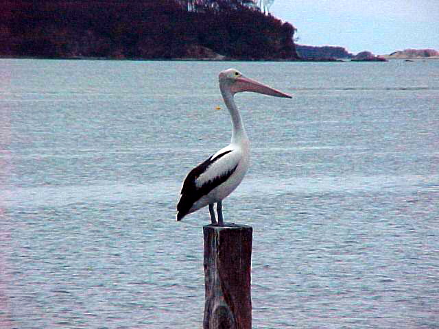 pelican-011030.jpg
