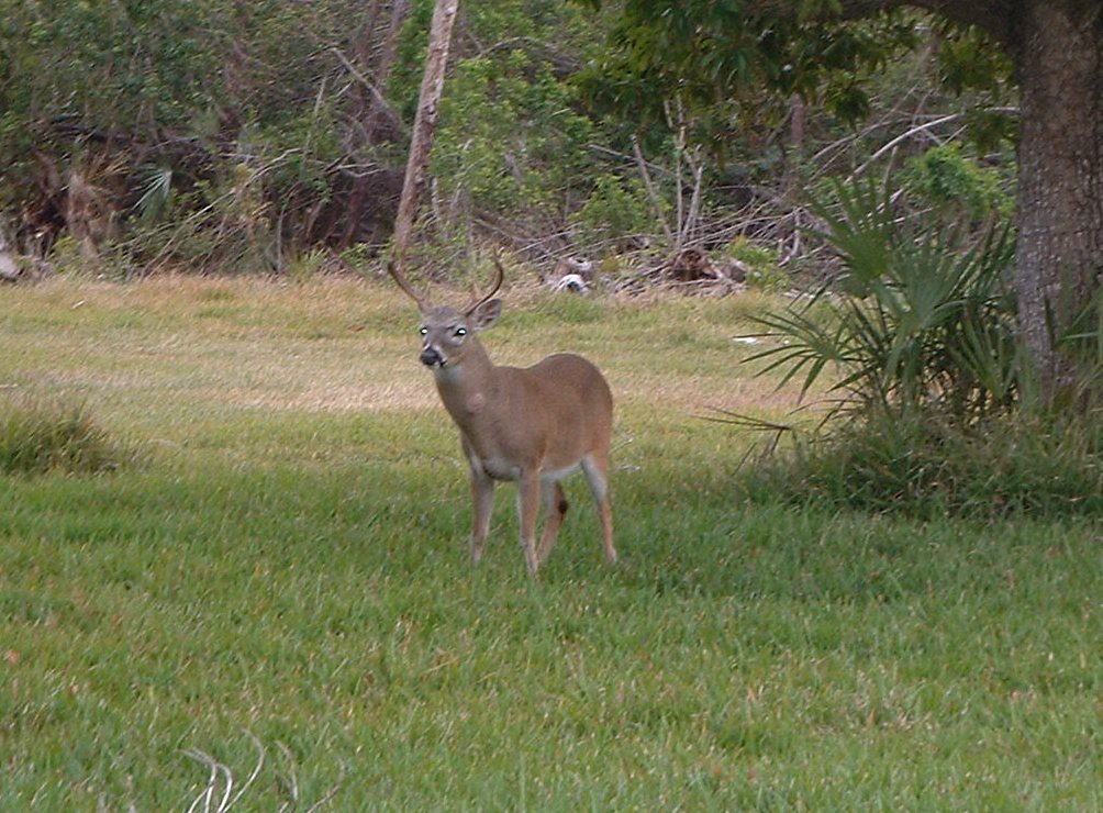 Key Deer - 8 pointer | I took this pic of a 8 pointer fl. ke… | Flickr