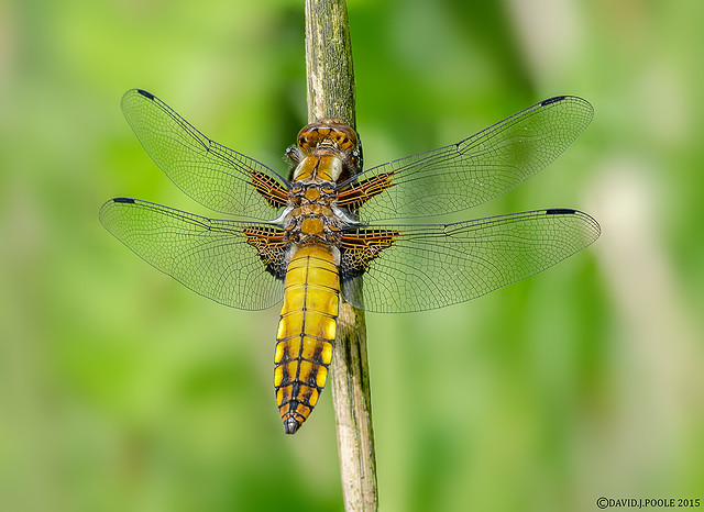 Female Broad Bodied Chaser