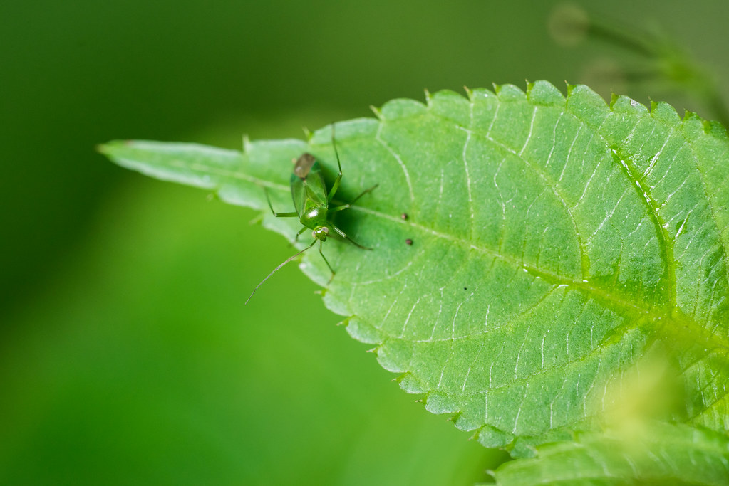 Sony FE 90mm F2.8 Macro G OSS | Sample Image | Jannik Peters | Flickr