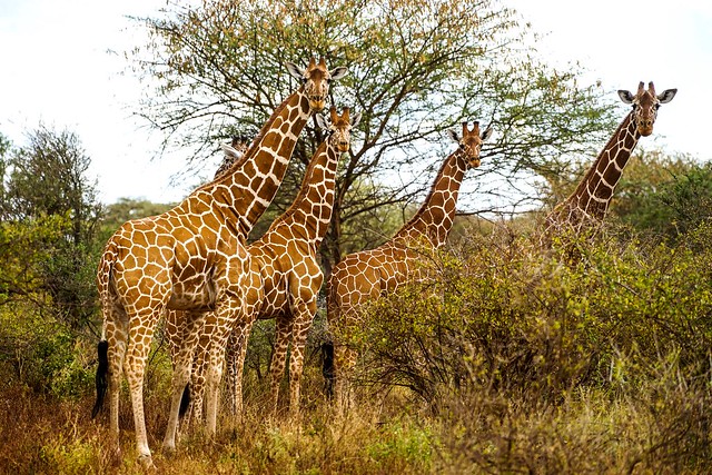 Meru National Park, Kenya