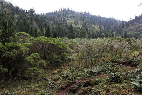 habitat forest bosque paisaje paisajem landscape