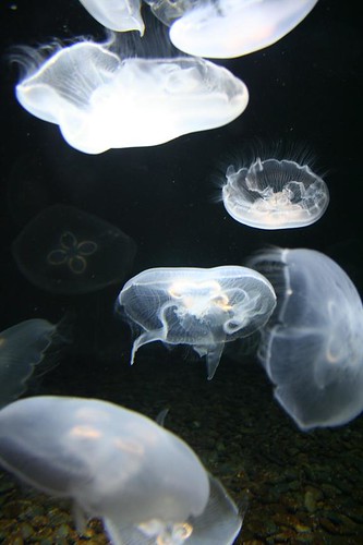 jellyfish2a | Erin Colonna | Flickr