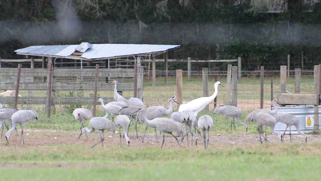 Wintering Cranes