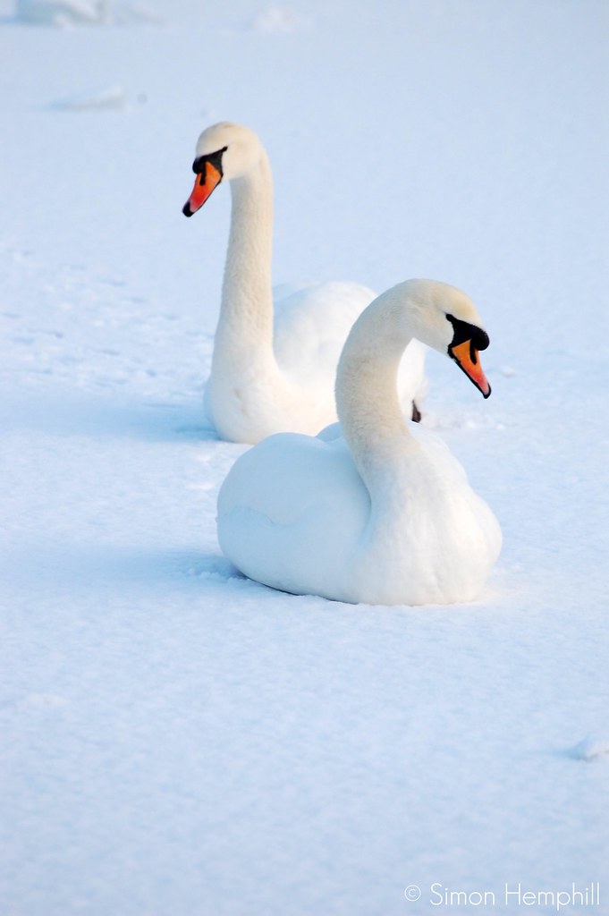 winter swans 2