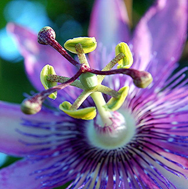 Dazzling purple Passion Flower proclaims its fertility