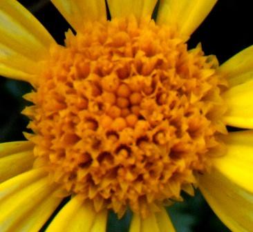 the centre of a daisy