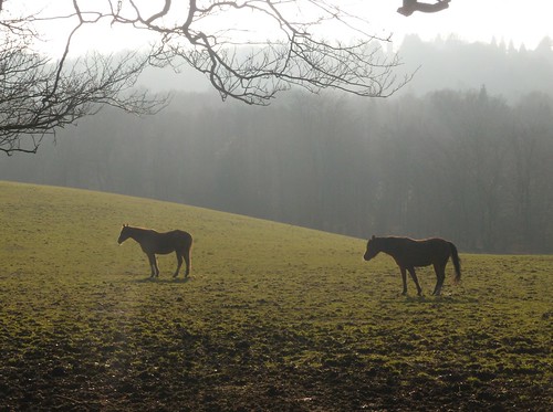 Horsey view Liphook to Haslemere