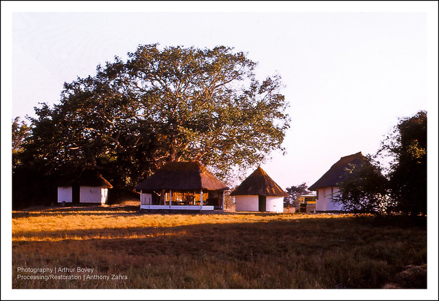 Thatch Roofed African Huts (Circa 1960)