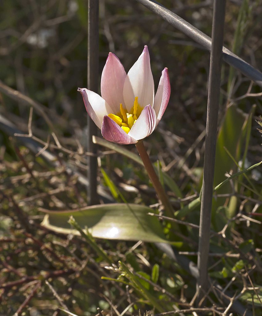 Tulipa bakeri  -  endemic