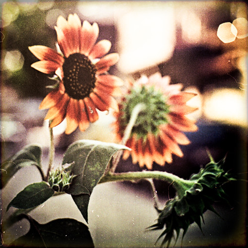 Flower of sun [35mm] by PhatCamper