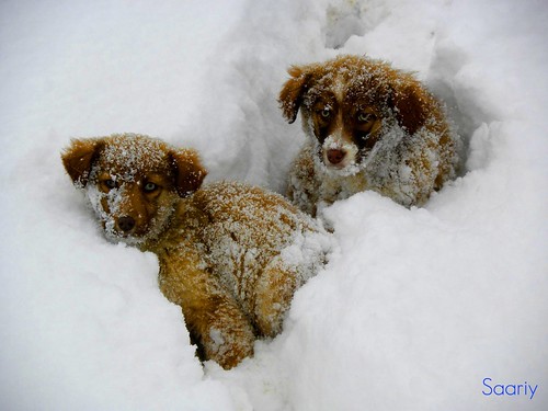 Happy puppies in snow.....! by *Saariy*