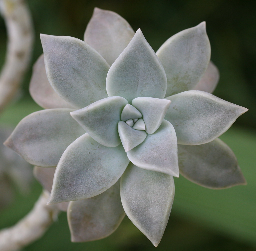 graptopetalum paraguayense | No es la mata mas bonita, pero … | Flickr