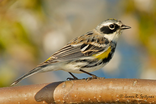 Myrtle's Yellow-rumped Warbler - Dendroica coronata