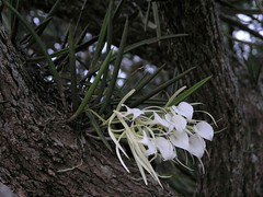 Orchids (Brassavola nodosa) - Orquídeas; Refugio de Vida Silveste Cenegón del Mangle, Herrera, Panamá