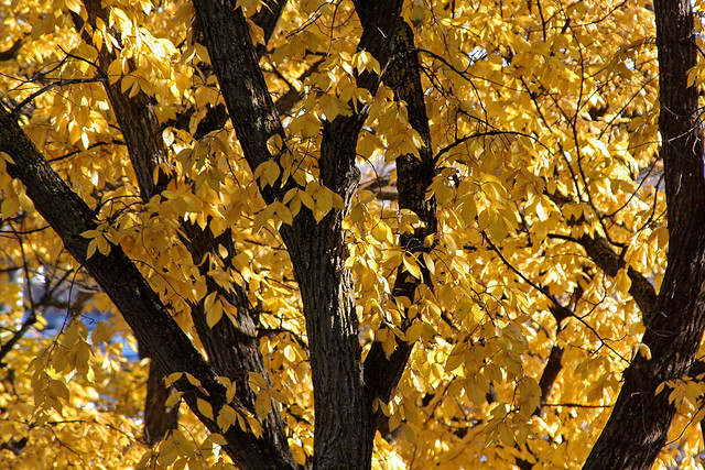 Fall at the University of North Dakota