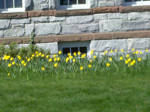 Daffodils Beside Old Chapel