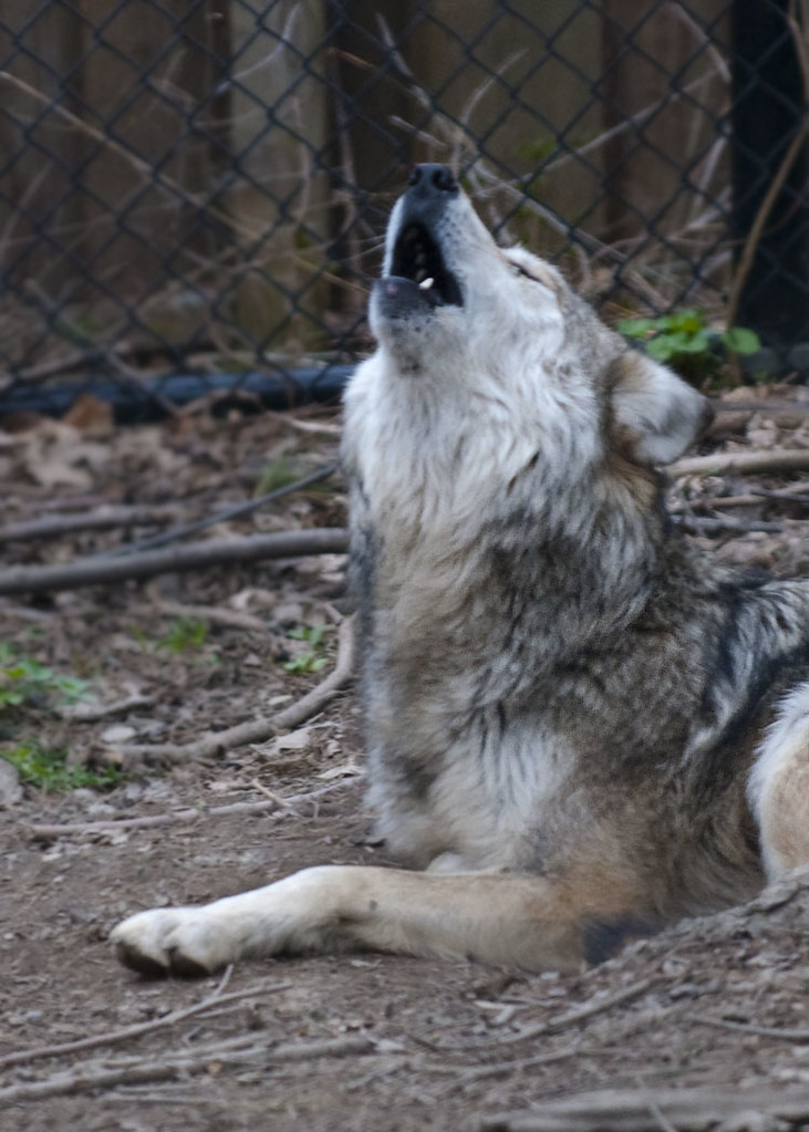 April 15 Wolf Howl | Today my plans for going to Syracuse fo… | Flickr